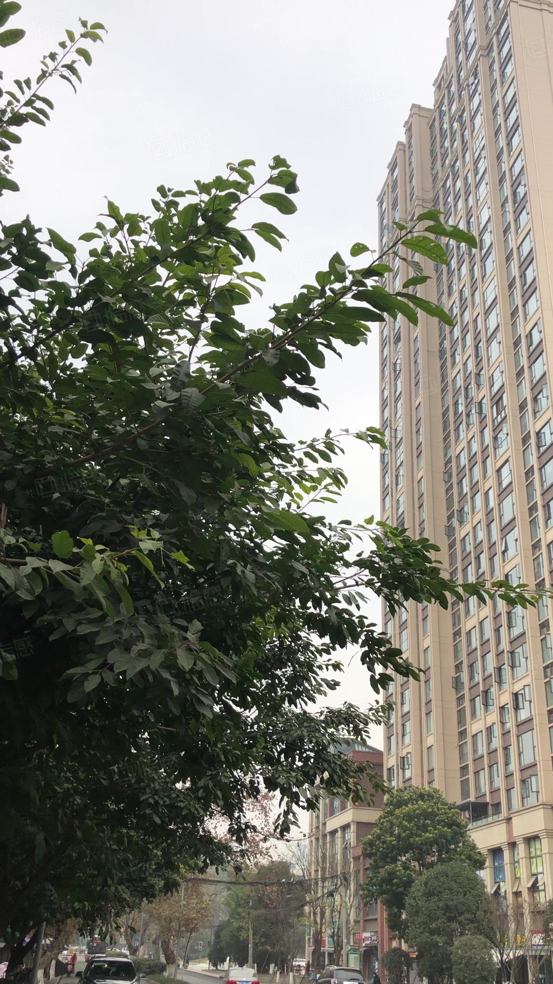 成华奥园广场(商住楼) 